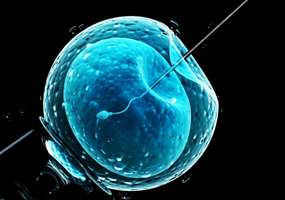 sperm-fertilising-egg